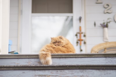 白天，一只棕色的斑猫坐在白宫附近的灰色木地板上